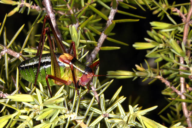 Barbitistes fischeri - Copyright Denis Bourgeois